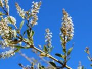 Usillo: el aroma ancestral que conduce a tierra puntana