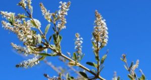 Usillo: el aroma ancestral que conduce a tierra puntana