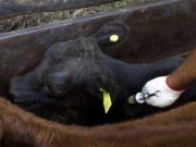 Más de 7 millones de terneras fueron vacunadas contra la brucelosis bovina