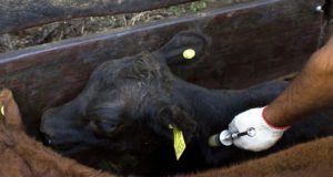 Más de 7 millones de terneras fueron vacunadas contra la brucelosis bovina