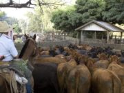 Más de 44 millones de bovinos fueron vacunados contra aftosa; en San Luis 760 mil