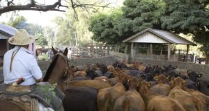 Más de 44 millones de bovinos fueron vacunados contra aftosa; en San Luis 760 mil