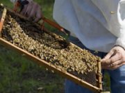 Alertas sanitarias: una aplicación móvil para la actividad apícola