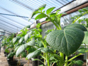 Científicos argentinos mejoran el rendimiento de plantas de papa