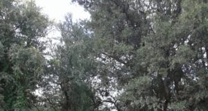 San Luis: grupo de la Costa de Comechingones visitó la finca biodinámica “La Bona Font”