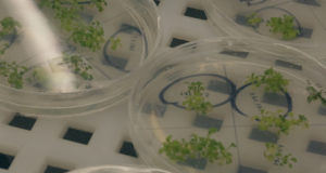 Nuevas semillas de soja y trigo con una tecnología contra la sequía que trasciende fronteras