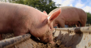 Ganadería: cómo mitigar el estrés térmico con la alimentación