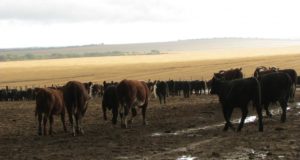 Recría a corral en San Luis: estrategias para el semiárido central argentino