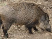 Senasa inició una encuesta a productores para estimar el impacto del cerdo silvestre