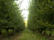 Alerta para evitar el ingreso al país de una plaga vegetal