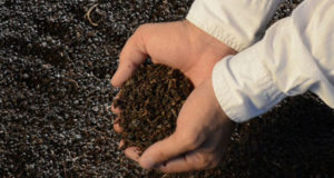 Prueban los beneficios nutricionales del orujo del Malbec