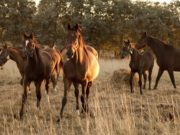 Medidas preventivas contra la influenza equina por casos en distintos puntos del país