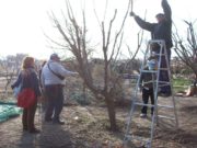 Guía práctica del INTA San Luis sobre cómo cuidar los frutales antes del invierno