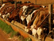 Los establecimientos de engorde a corral deben reinscribirse antes del 16 de mayo