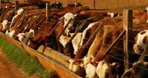 Los establecimientos de engorde a corral deben reinscribirse antes del 16 de mayo