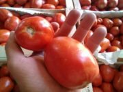 San Luis: la colonia agrícola abre sus puertas para vender frutas y verduras de cosecha propia