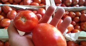 San Luis: la colonia agrícola abre sus puertas para vender frutas y verduras de cosecha propia