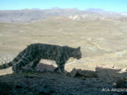 Gato andino: nueva especie registrada en el parque nacional Los Cardones, en San Juan
