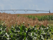 Frente a un clima variable, el riego maximiza los rindes agrícolas