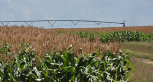 Frente a un clima variable, el riego maximiza los rindes agrícolas