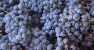 Vendimia 2018: anticipan una cosecha con excelente calidad