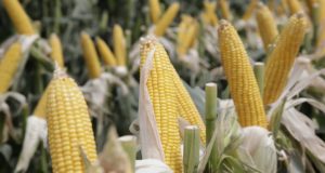 Nuevos eventos de maíz para la producción de grano y semilla