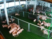 La Argentina fue reconocida internacionalmente como país libre de Peste Porcina Clásica