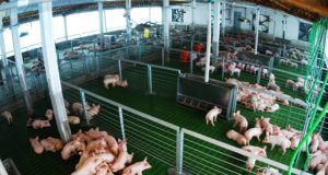 La Argentina fue reconocida internacionalmente como país libre de Peste Porcina Clásica
