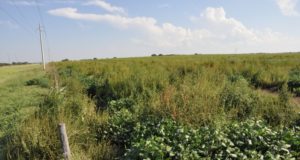 Jornada en Buena Esperanza sobre malezas en los sistemas agrícolas del sur de San Luis