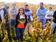 Micotoxinas: científicos de Córdoba se acercan a una solución natural para una plaga del maíz