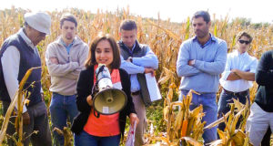 Micotoxinas: científicos de Córdoba se acercan a una solución natural para una plaga del maíz