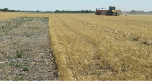 San Luis: jornada sobre agricultura adaptativa en el semiárido central y sus desafíos para sistemas responsables