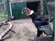 Tras cuatro meses en rehabilitación en San Luis, liberan a un cóndor andino
