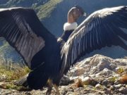El Senasa colaboró en la liberación de un cóndor andino