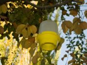 Mendoza: emergencia fitosanitaria por la detección de mosca del Mediterráneo en Villa Atuel