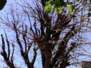 Concejales piden informes por el deterioro del arbolado público de la capital puntana