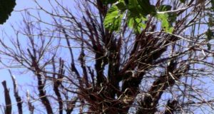 Concejales piden informes por el deterioro del arbolado público de la capital puntana