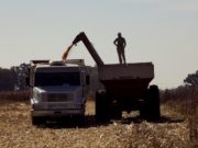 Senasa dispuso la prohibición del uso de Diclorvós y Triclorfón