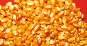 Nord, una nueva marca de semillas en el mercado