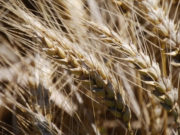 Trigo pan: identifican cultivares que baten récords de rendimientos