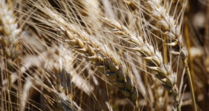 Trigo pan: identifican cultivares que baten récords de rendimientos