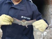 Senasa trabaja sobre nueve focos de rabia en Córdoba, pero no dice donde están