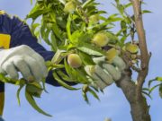 Nuevo Programa Nacional de Buenas Prácticas Agrícolas Sustentables en Productos Frutihortícolas