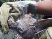 Preocupa la ausencia de información por los murciélagos con rabia que mataron a 40 animales