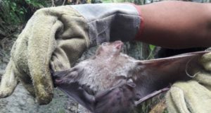 Preocupa la ausencia de información por los murciélagos con rabia que mataron a 40 animales