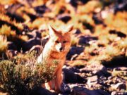 Senasa controla la sanidad de la fauna silvestre en Argentina