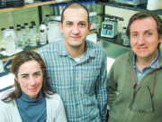 Identifican un nuevo «truco» genético de las bacterias que detectan oro