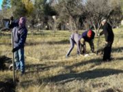 San Luis: el gobierno plantó 300 durazneros en cien domicilios de Leandro N. Alem