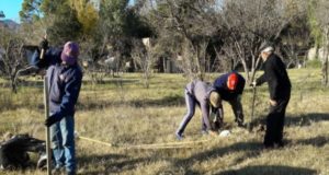 San Luis: el gobierno plantó 300 durazneros en cien domicilios de Leandro N. Alem