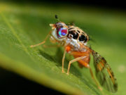 Mosca de la fruta: descubren el fenómeno biológico visible en total ausencia de células